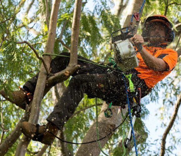 Tree Trimming Brisbane Southside